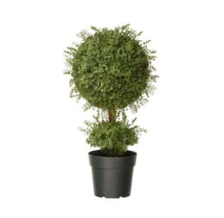 30" Potted Artificial Two-Tone Green Mini Tea Leaf Ball Topiary