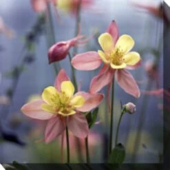 Pink And Yellow Columbine Outdoor Canvas Square Wall Art Decor 24" X 24"
