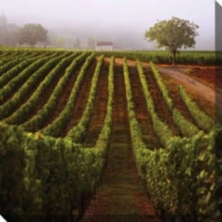 Green And Brown Vineyard Walk Outdoor Canvas Square Wall Art Decor 24" X 24"