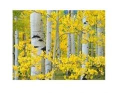Yellow And White Aspen Trees Outdoor Canvas Rectangular Wall Art Decor 30" X 40"
