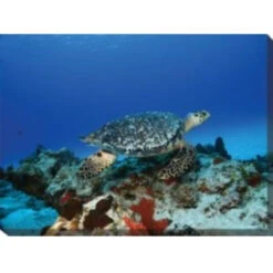 Blue And Black Turtle Outdoor Canvas Rectangular Wall Art Decor 30" X 40"