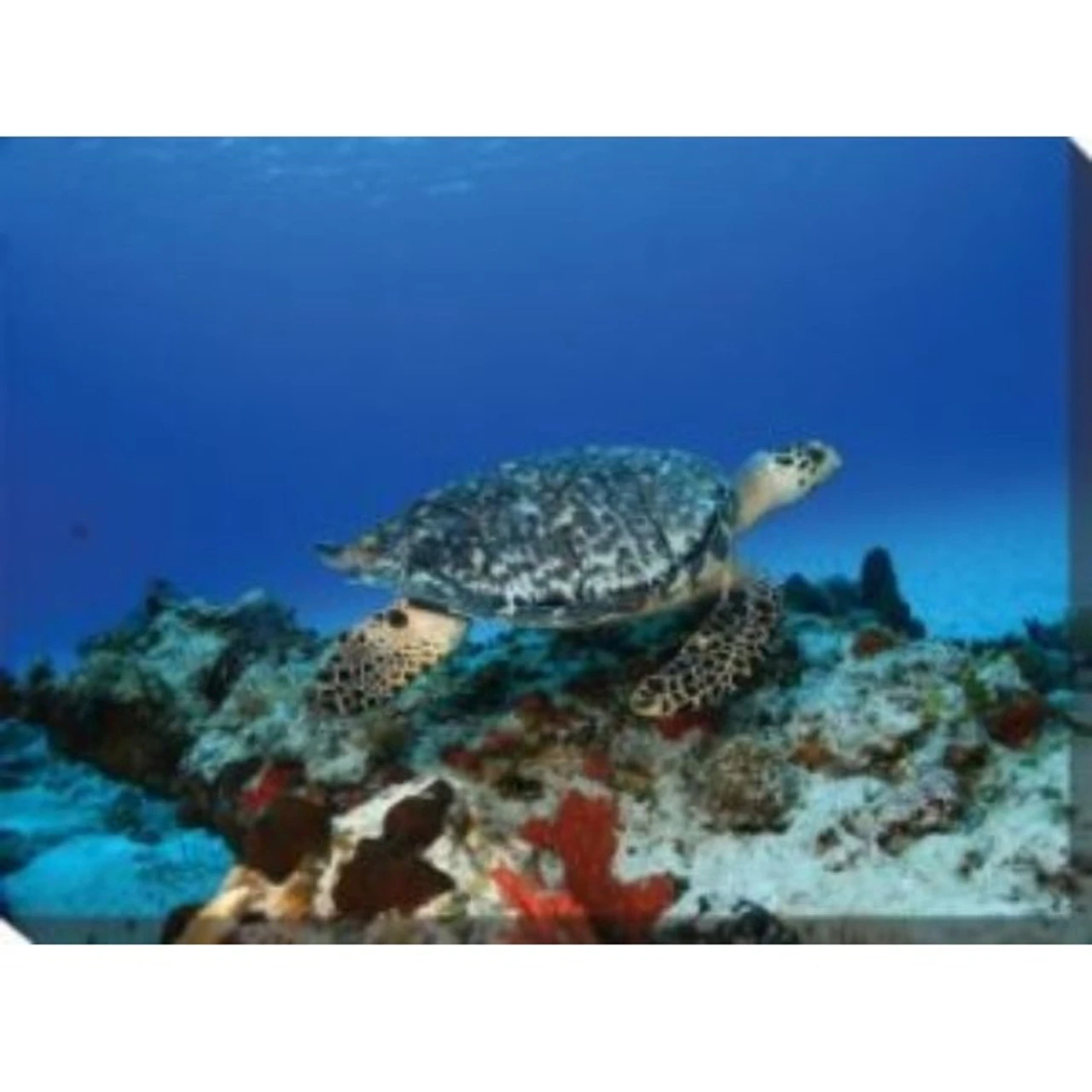 Blue And Black Turtle Outdoor Canvas Rectangular Wall Art Decor 30" X 40"